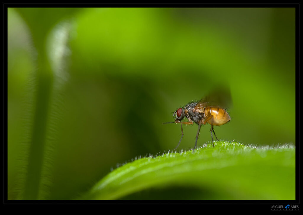 Drosophila melanogaster: Mosca del vinagre.