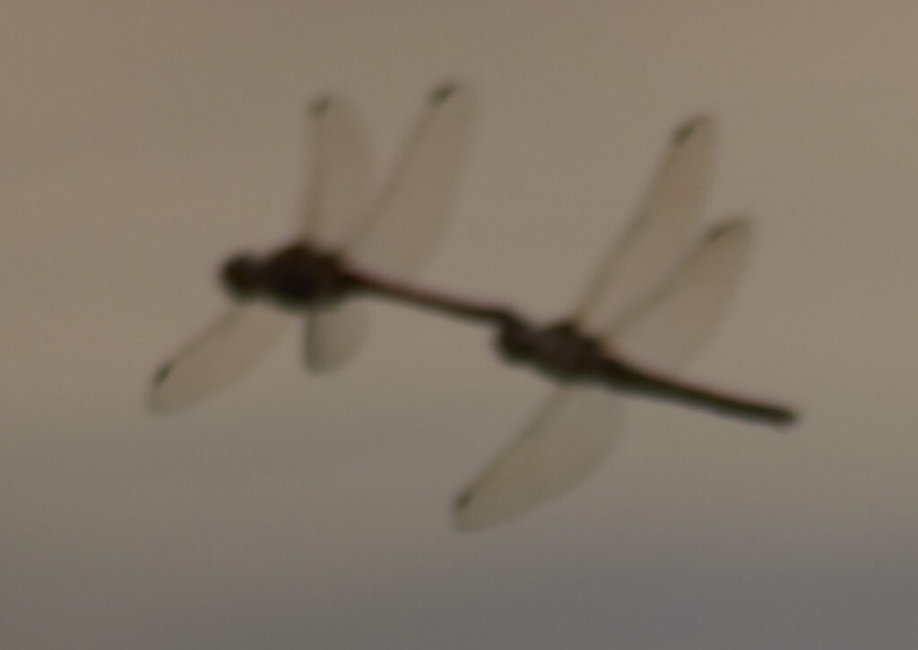 Sympetrum fonscolombi, cópula en vuelo.
